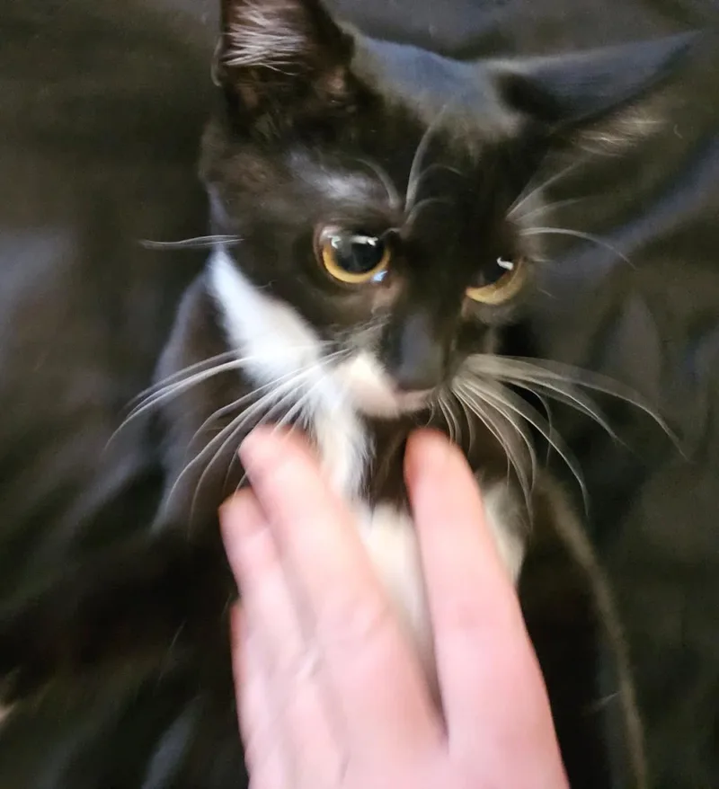A baby small-sized female Black Domestic Short Hair cat named Savannah Smooshies for adoption in Chandler, AZ