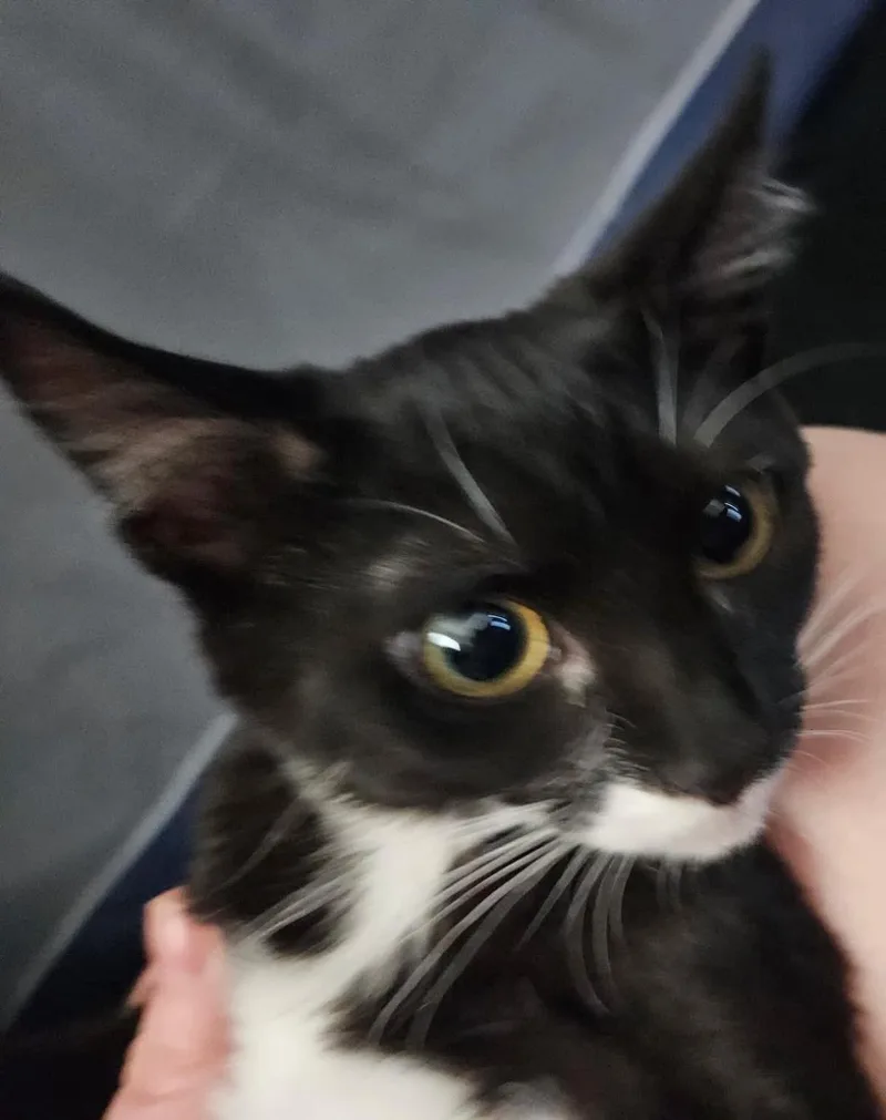Savannah Smooshies thumbnail 2