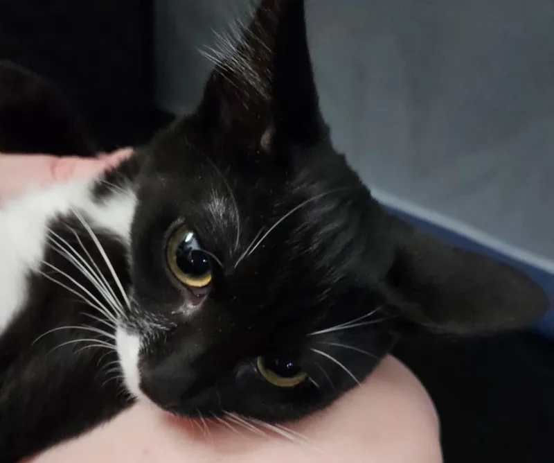 Savannah Smooshies thumbnail 3
