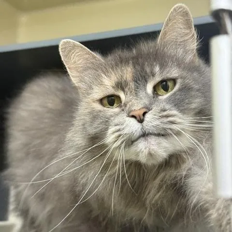 A senior medium-sized female Domestic Long Hair cat named Sheba for adoption in Saranac Lake, NY
