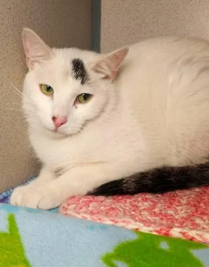 An adult large-sized male White Domestic Short Hair cat named Gojo for adoption in Waupaca, WI