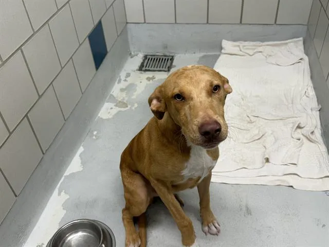 A young large-sized male Rhodesian Ridgeback dog named Butter Side Up for adoption in Grand Prairie, TX