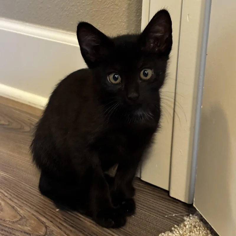 A baby small-sized male Domestic Short Hair cat named Jeep for adoption in Bentonville, AR