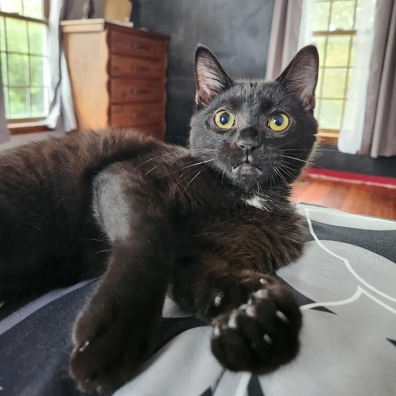 A baby medium-sized male Domestic Short Hair cat named Pugsley for adoption in Delaware, OH