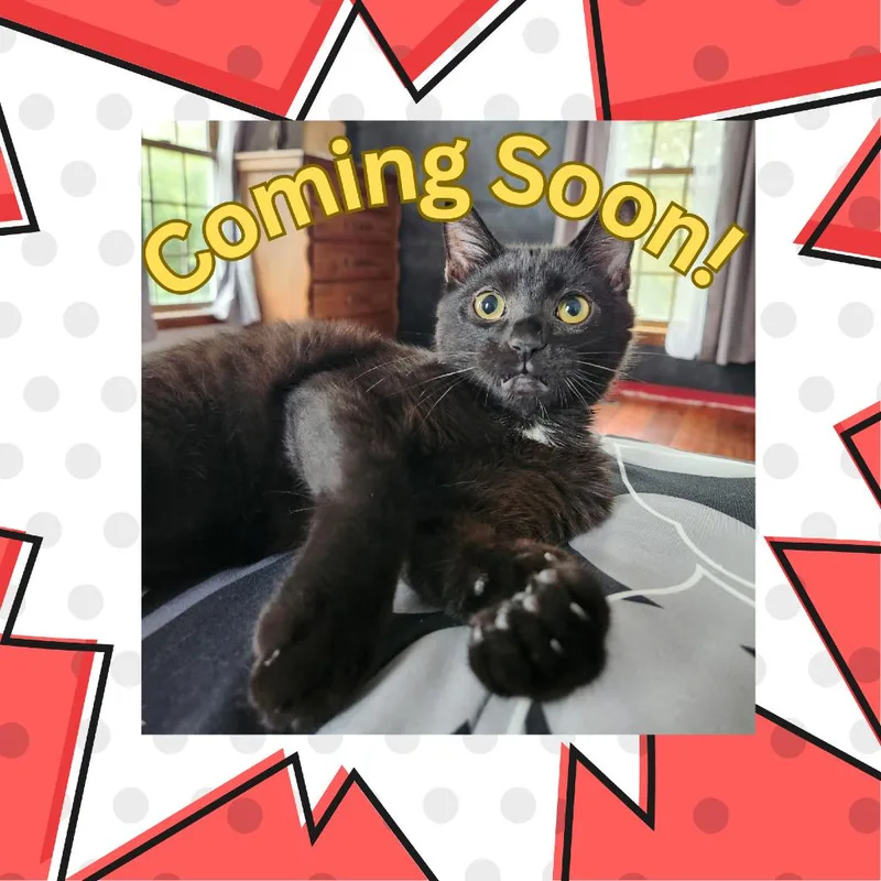 Pugsley thumbnail 4