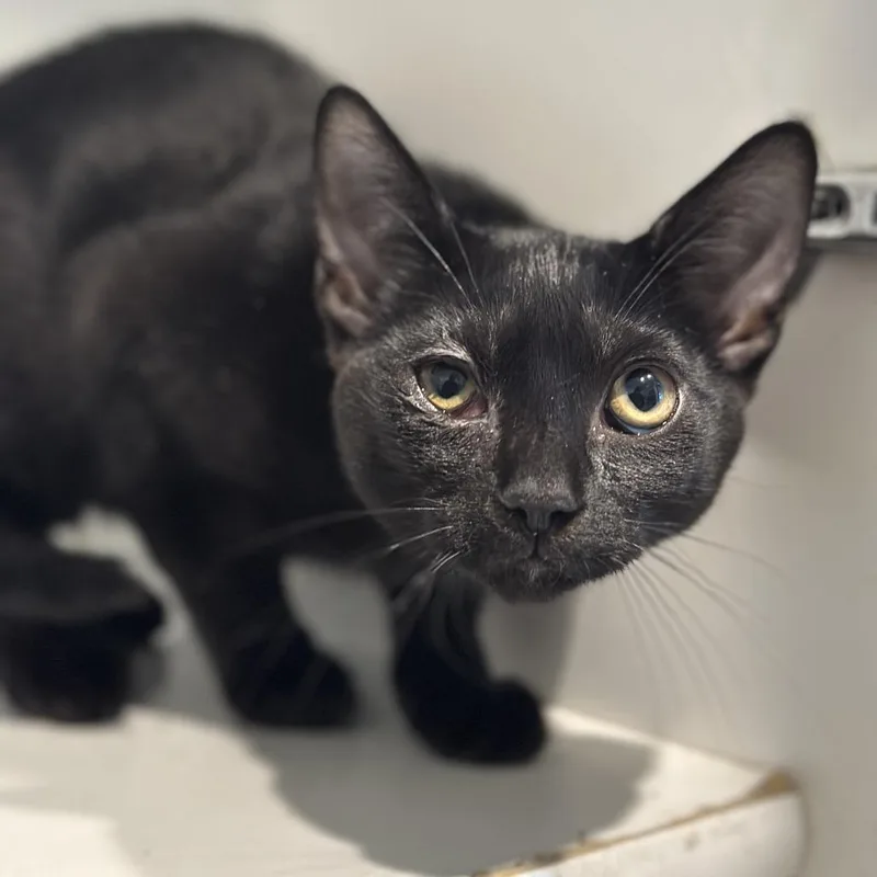 A baby small-sized male Black Domestic Short Hair cat named Gelato for adoption in Matteson, IL