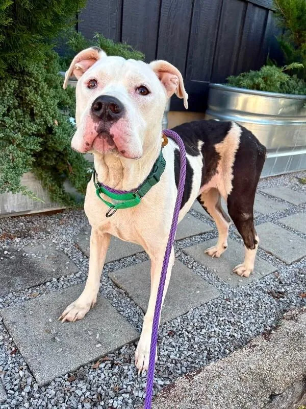 An adult large-sized male White / Cream Mixed Breed dog named Spot for adoption in Cincinnati, OH