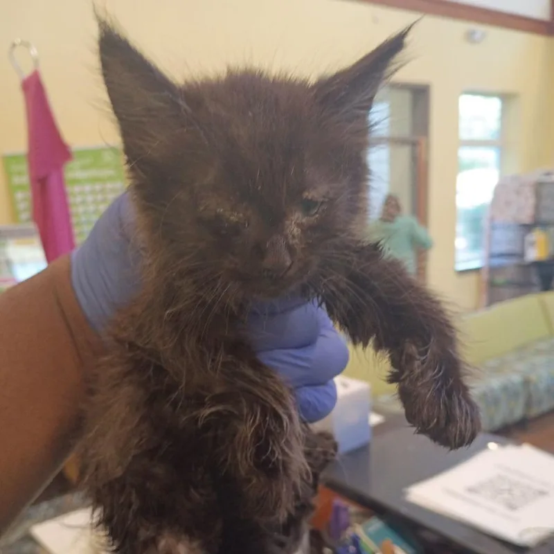 A baby small-sized male Black Domestic Short Hair cat named Kroger for adoption in Lynchburg, VA