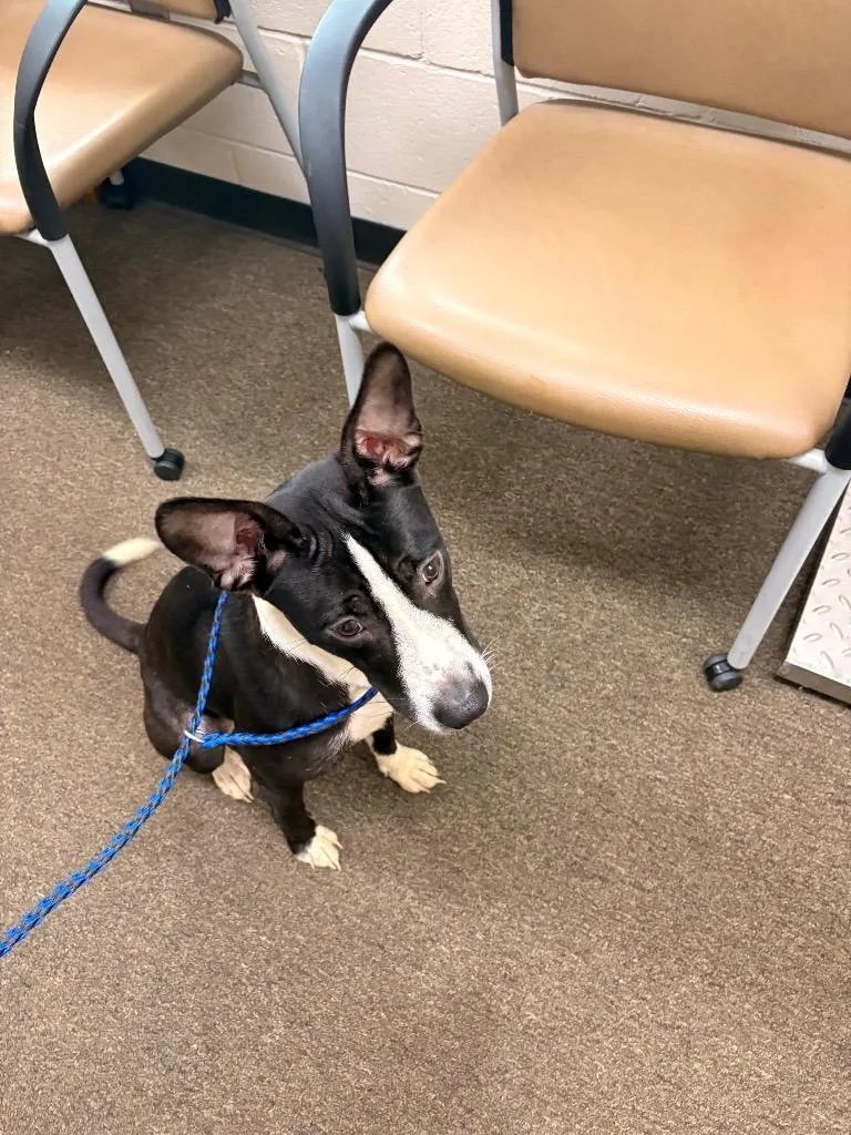 A baby medium-sized female Mixed Breed dog named Ava for adoption in Effingham, SC