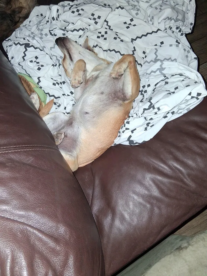 Trixie