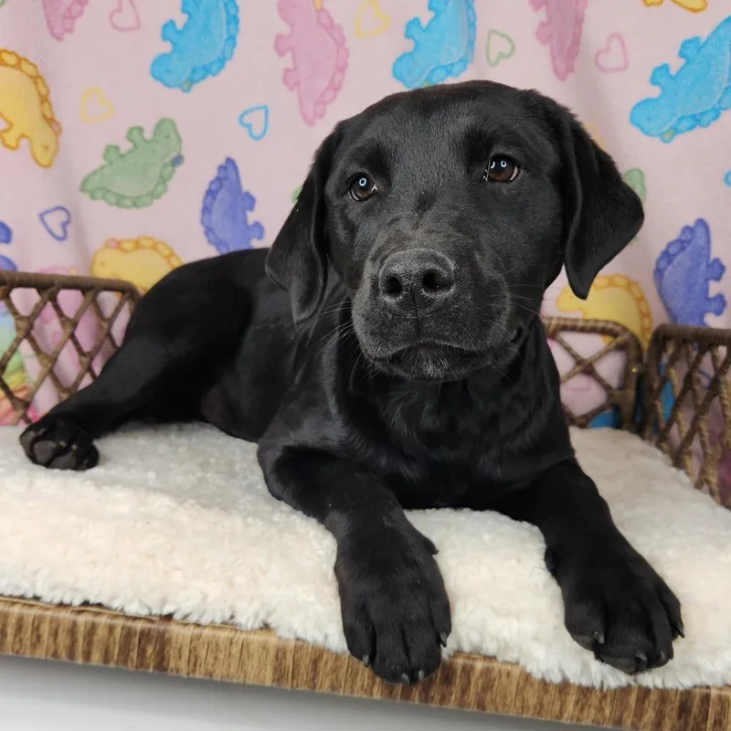 Mary Tyler Moore thumbnail 2