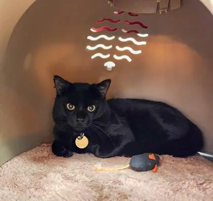 A young medium-sized male Black Domestic Short Hair cat named Flint for adoption in Lansing, MI