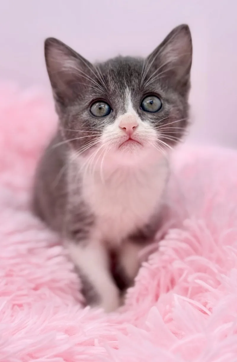 A baby medium-sized male Gray & White Russian Blue cat named Kyoto for adoption in Covington, LA