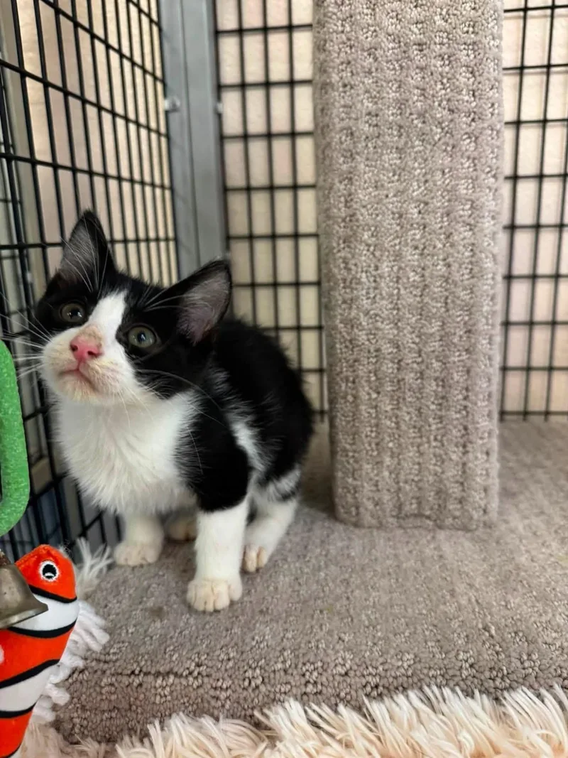 Pepper thumbnail 2