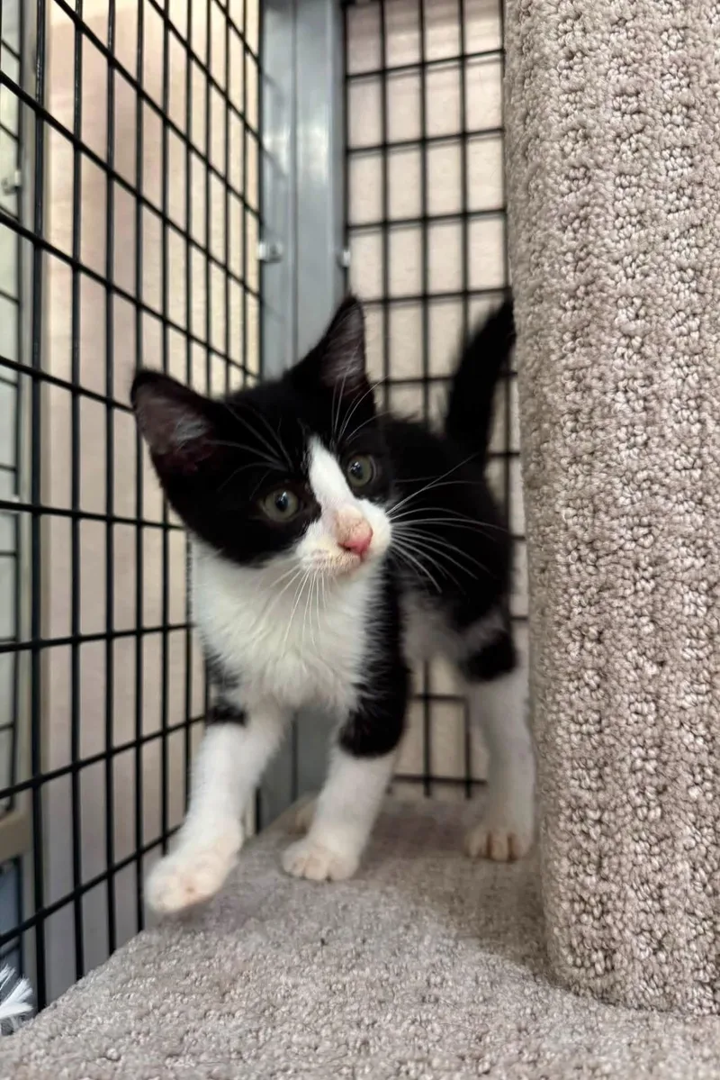 Pepper thumbnail 3