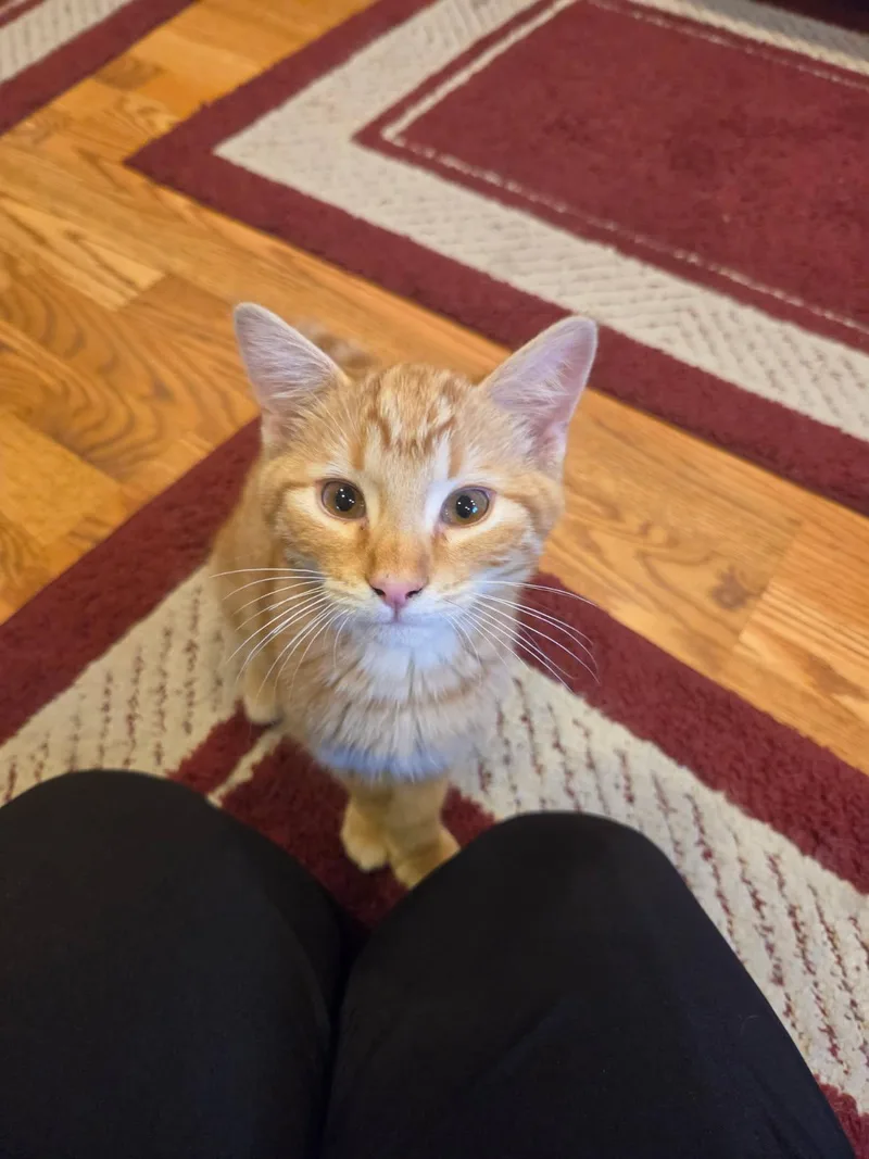 A baby small-sized male American Shorthair cat named Liam for adoption in Twin Falls, ID