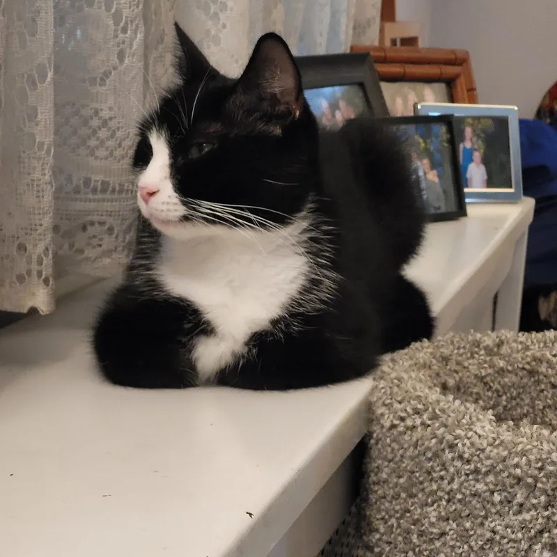An adult medium-sized female Black & White / Tuxedo Domestic Short Hair cat named Cookie for adoption in Sewell, NJ