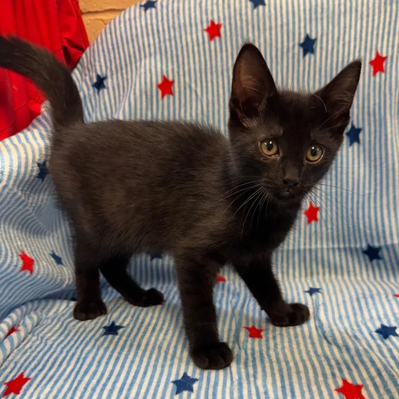A baby small-sized male Black Domestic Short Hair cat named Batman for adoption in Kittanning, PA