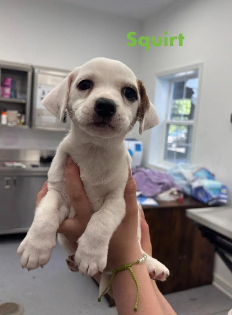 A baby small-sized female Hound dog named Squirt for adoption in Cambridge, MD