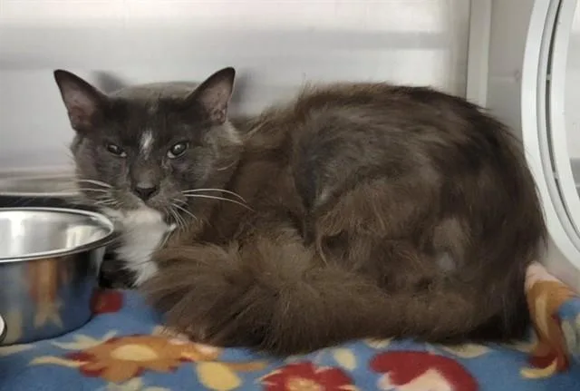 A young medium-sized male Domestic Medium Hair cat named Arvo for adoption in Saint Peters, MO