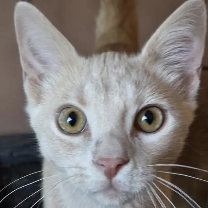 A baby small-sized male Domestic Short Hair cat named Rattle for adoption in Verona, WI