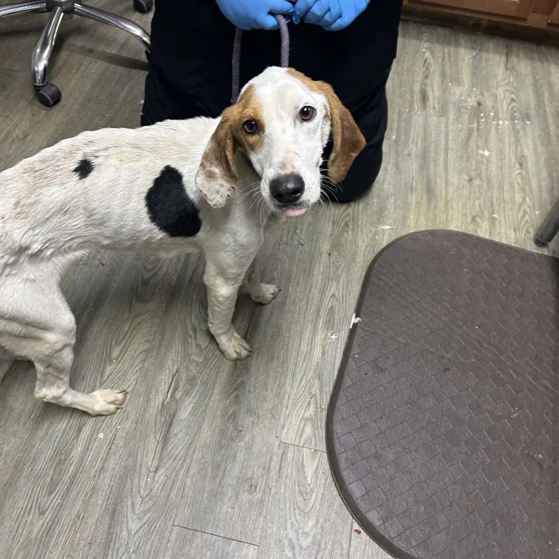 An adult medium-sized female White / Cream Hound dog named Rylee for adoption in Summerville, SC