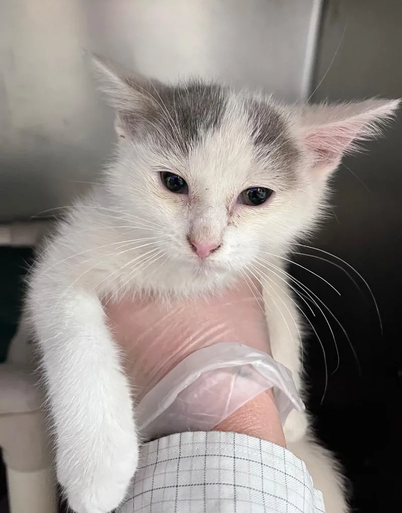 A baby medium-sized male Domestic Short Hair cat named S'well for adoption in Cincinnati, OH