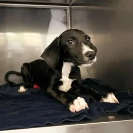 A baby medium-sized female Mixed Breed dog named Mallory for adoption in West Chester, PA