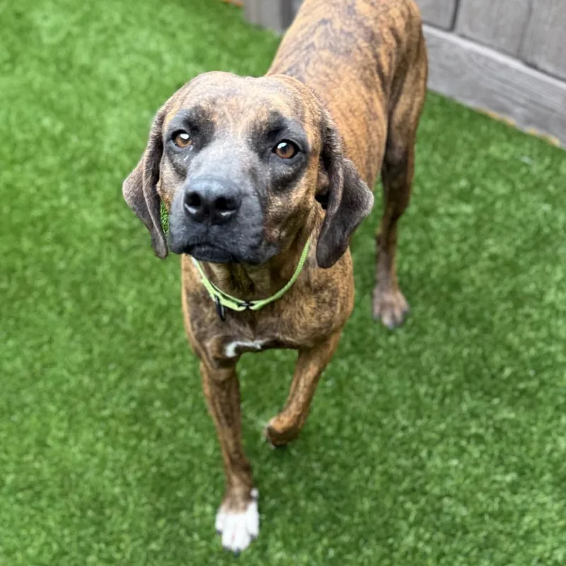 A young medium-sized female Brindle Hound dog named Randomleigh for adoption in LOXAHATCHEE, FL