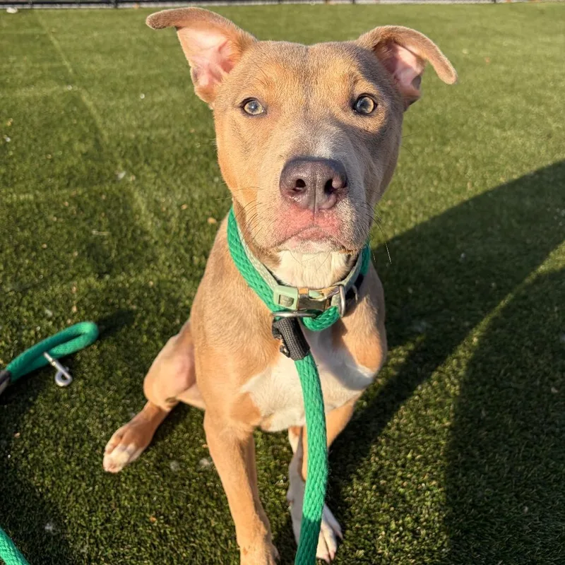 Finnegan Flan thumbnail 2