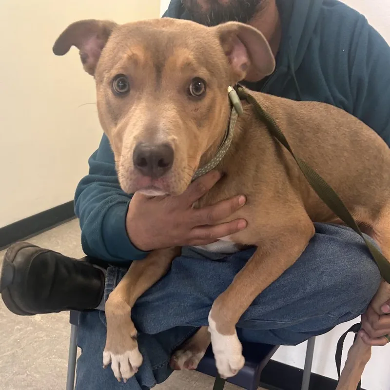 Finnegan Flan thumbnail 3