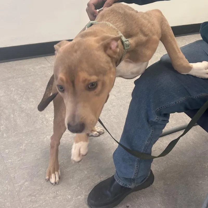 Finnegan Flan thumbnail 4