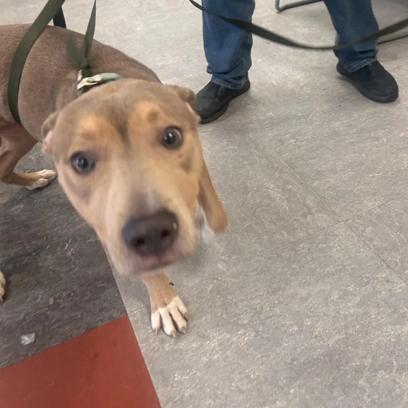 Finnegan Flan thumbnail 5