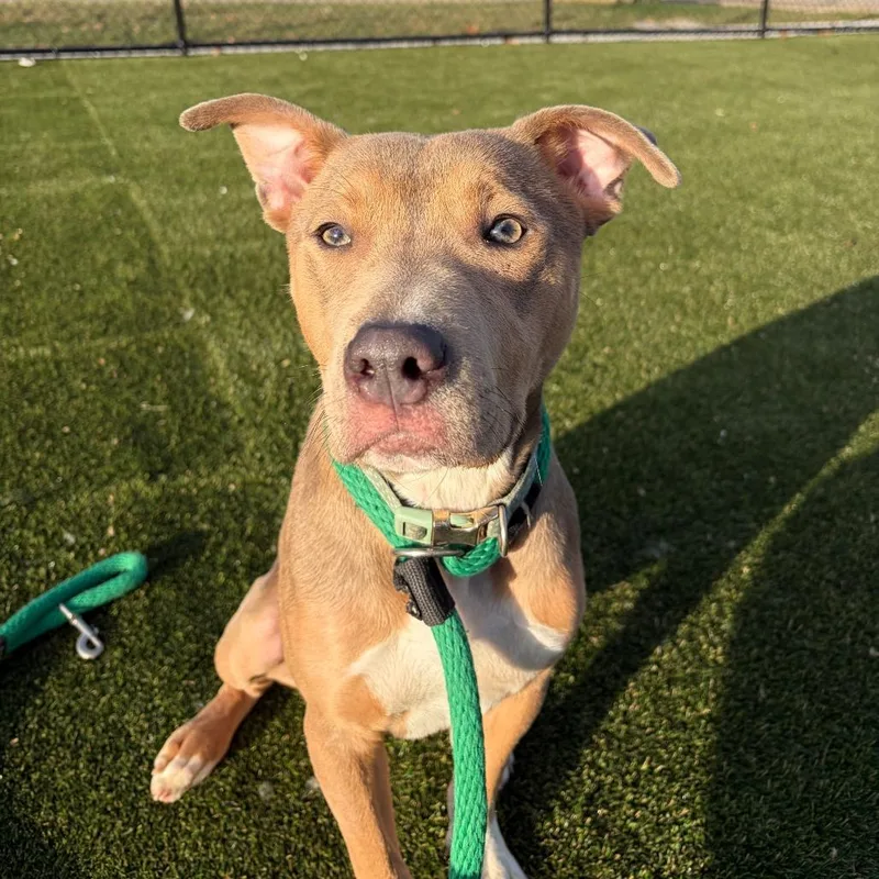 Finnegan Flan thumbnail 6