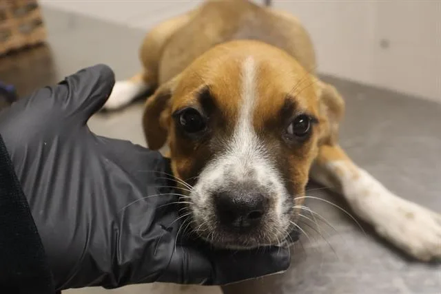 A baby small-sized female Mixed Breed dog named Rennala for adoption in Columbia, SC