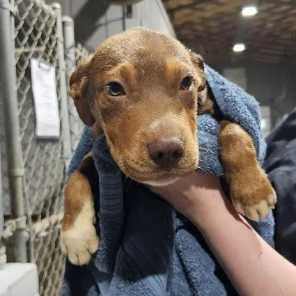 A baby small-sized male Brown / Chocolate Labrador Retriever dog named Lynn for adoption in New York, NY