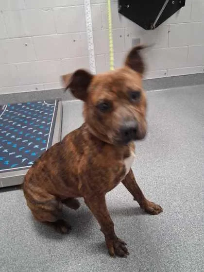 An adult medium-sized male Mixed Breed dog named Cole for adoption in Sevierville, TN