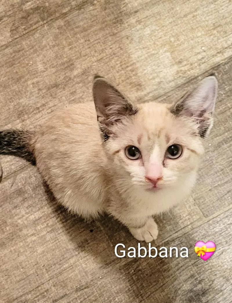 A baby medium-sized female Cream / Ivory Domestic Short Hair cat named Gabbana for adoption in Las Vegas, NV