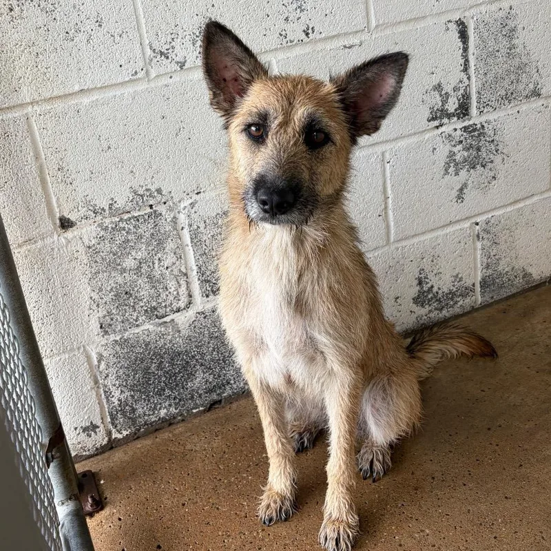 A young medium-sized female Brown / Chocolate Terrier dog named Sunnie for adoption in Edinburg, TX