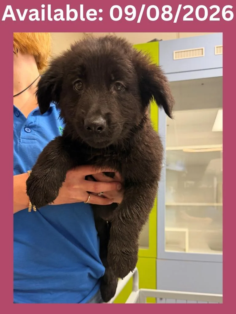 A baby medium-sized female German Shepherd Dog dog named Dog Kennel for adoption in Greenville, TX