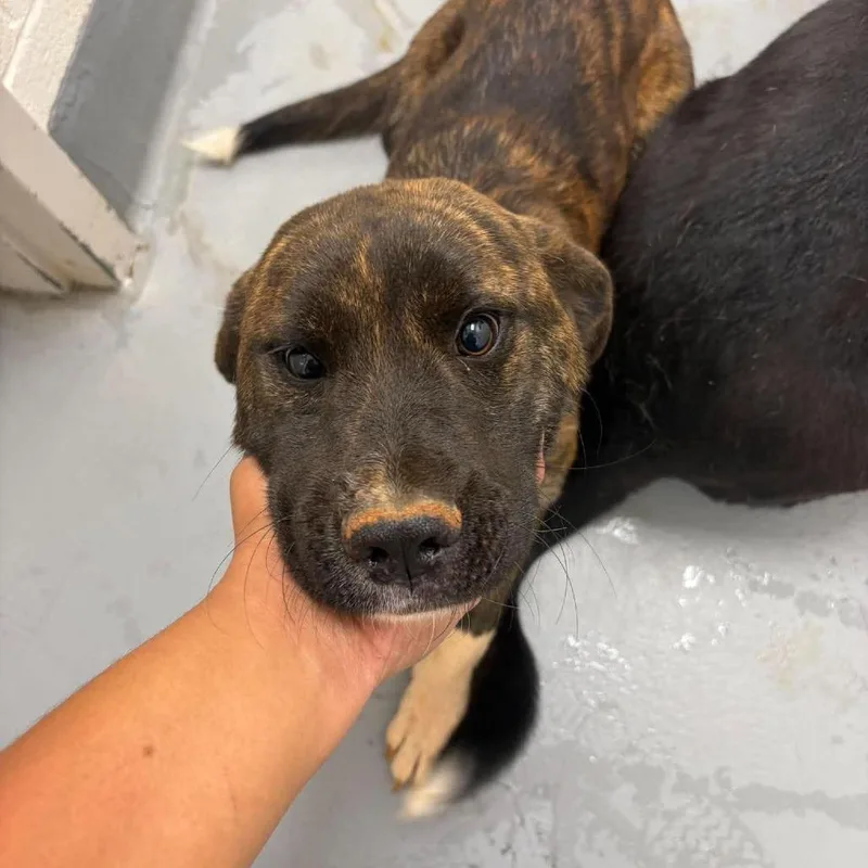 A young medium-sized female Brindle Labrador Retriever dog named Abby for adoption in Rocky Mount, VA