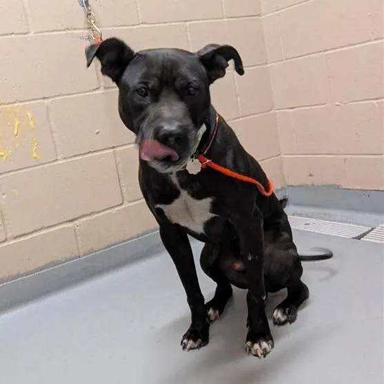 An adult large-sized male Black Mixed Breed dog named Valentino for adoption in Tacoma, WA