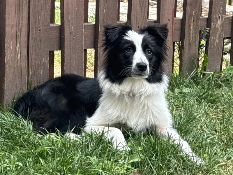 A young medium-sized male Australian Shepherd dog named Reno for adoption in Alexandria, VA