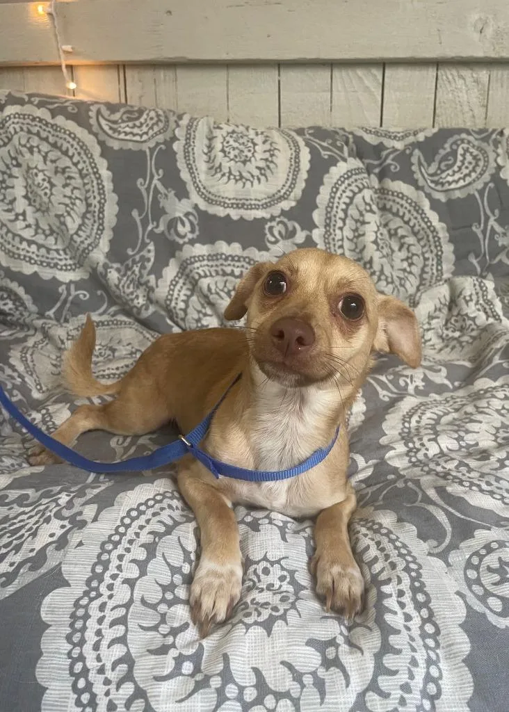 A young small-sized male Chihuahua dog named Courage for adoption in Fort Worth, TX