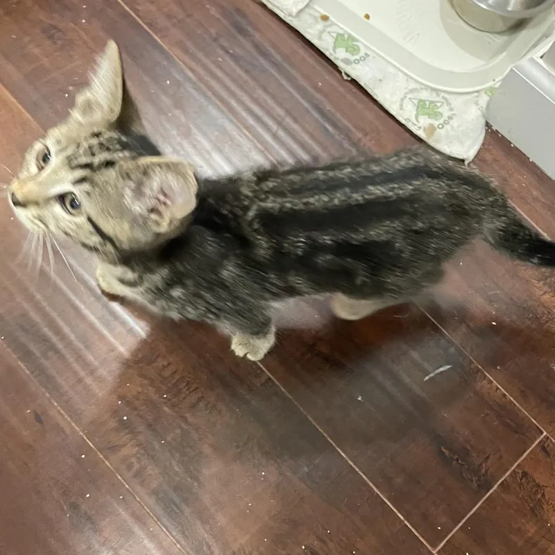 A baby small-sized female Brown / Chocolate Domestic Short Hair cat named Tiger for adoption in Springboro, OH