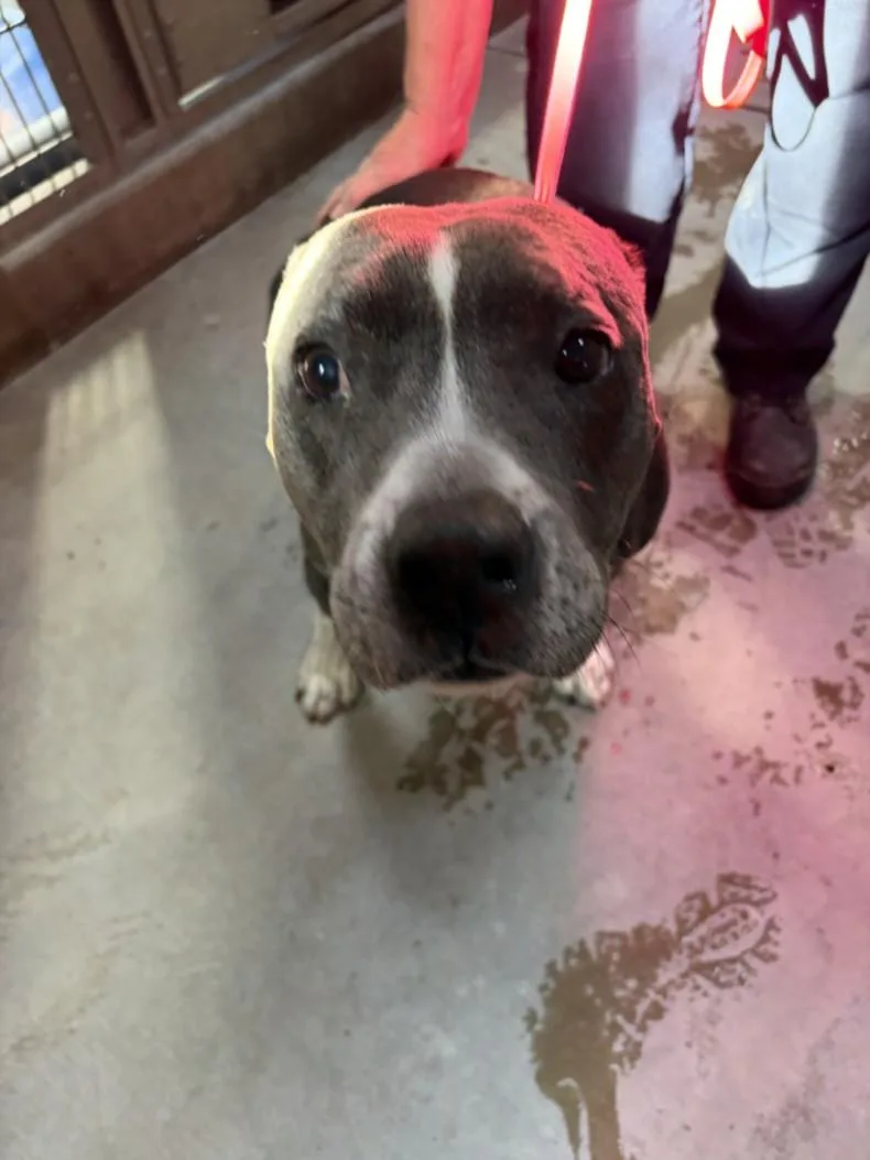 An adult large-sized female Pit Bull Terrier dog named A for adoption in Olivehurst, CA
