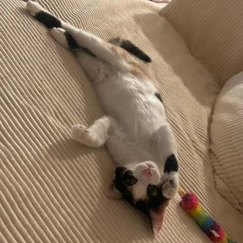 A baby small-sized female Calico Domestic Short Hair cat named Milk and Cookies for adoption in bronx, NY