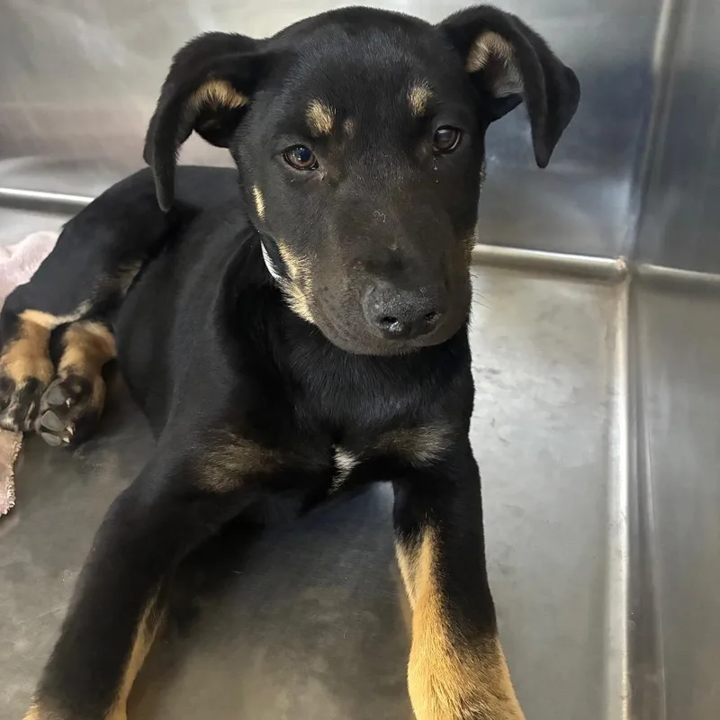 A baby small-sized male Pit Bull Terrier dog named Mercury for adoption in Santa Barbara, CA