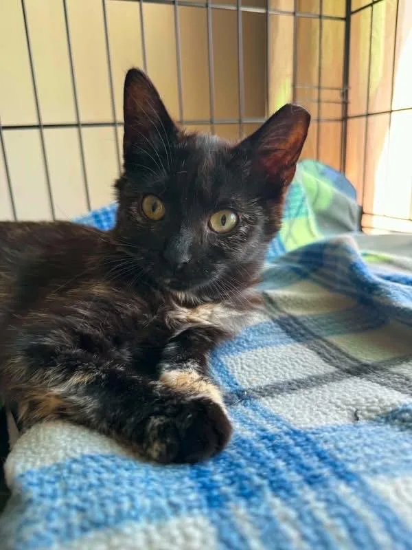 A baby medium-sized female Dilute Tortoiseshell Domestic Short Hair cat named Sammie for adoption in Highland, NY