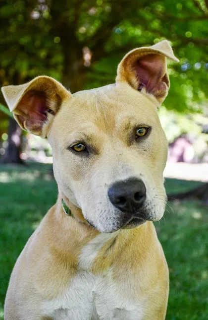 An adult large-sized male Pit Bull Terrier dog named Kratos for adoption in Yakima, WA